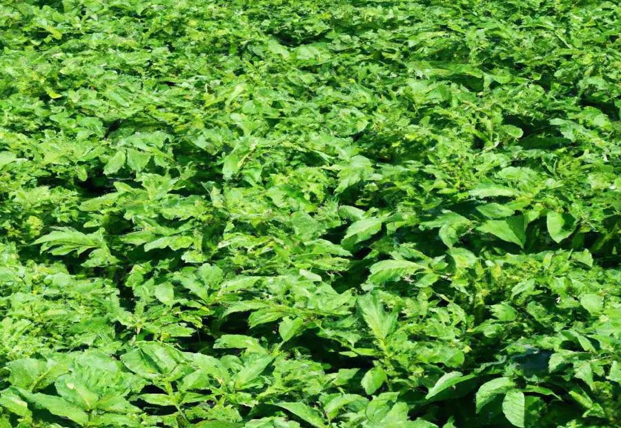 Sustainable Fertilization Options for Potatoes 