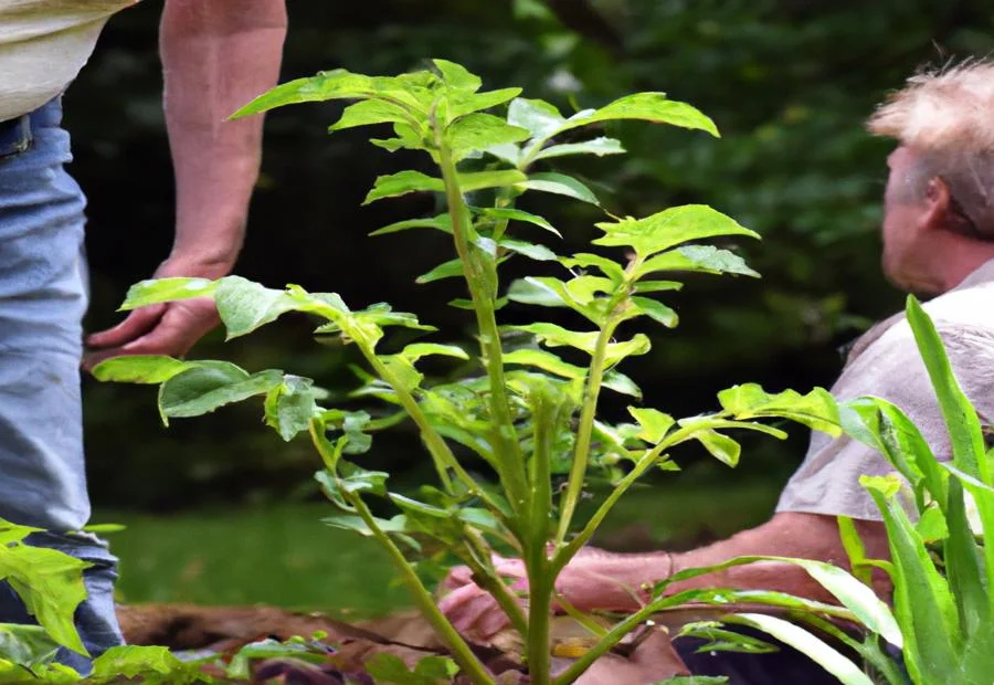 Identifying Symptoms of Wilt: Premature Yellowing and Vascular Discoloration 