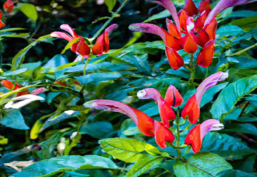 Planting and Propagation of Shrimp Plants 