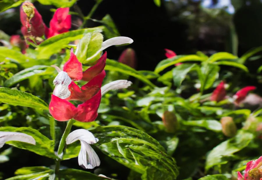 Maintenance and Care of Shrimp Plants 