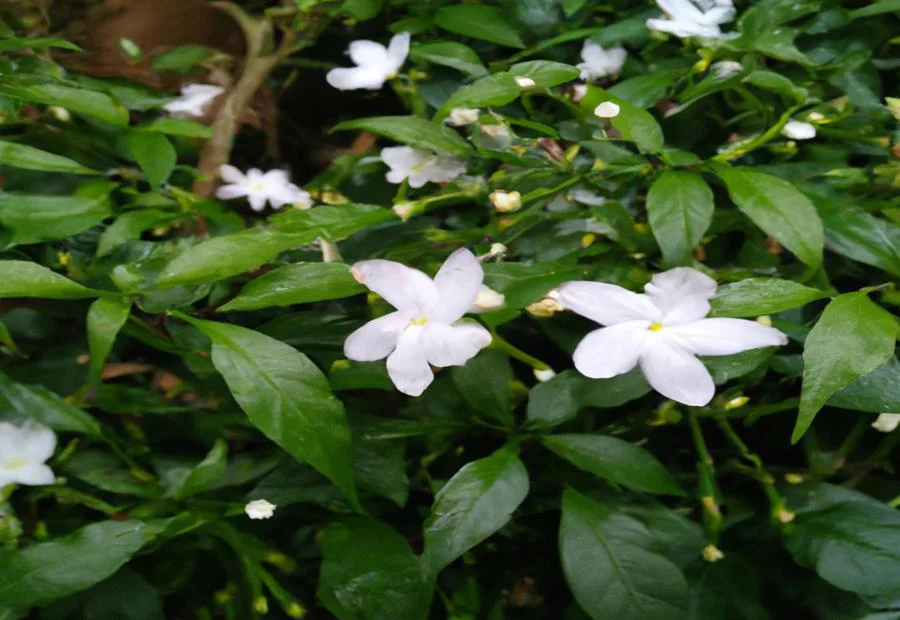 Growing and Caring for Water Jasmine Bonsai 