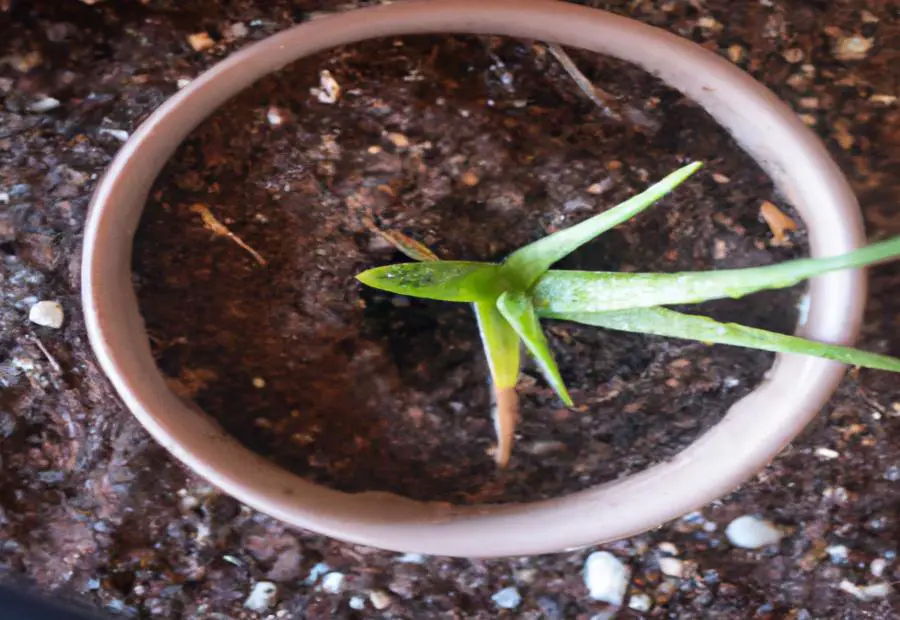 The Negative Impact of Coffee Grounds on Aloe Vera Plants 