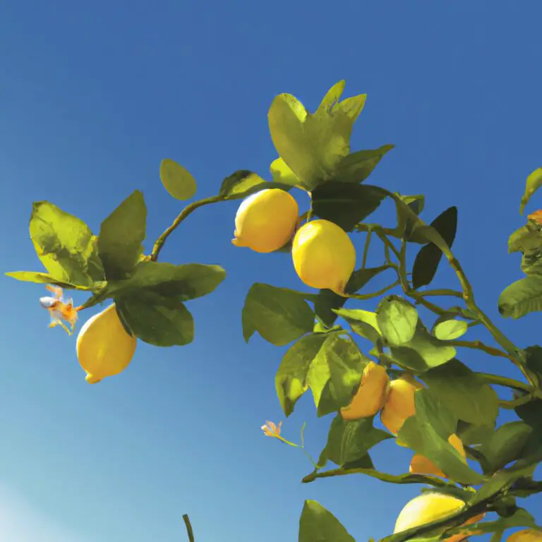 do lemon trees grow in ohio The Green Thumb Chronicles Cultivating a