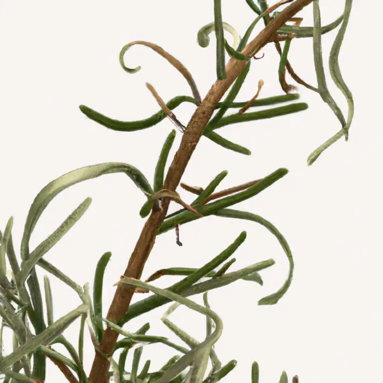 how to revive dried up rosemary plant The Green Thumb Chronicles