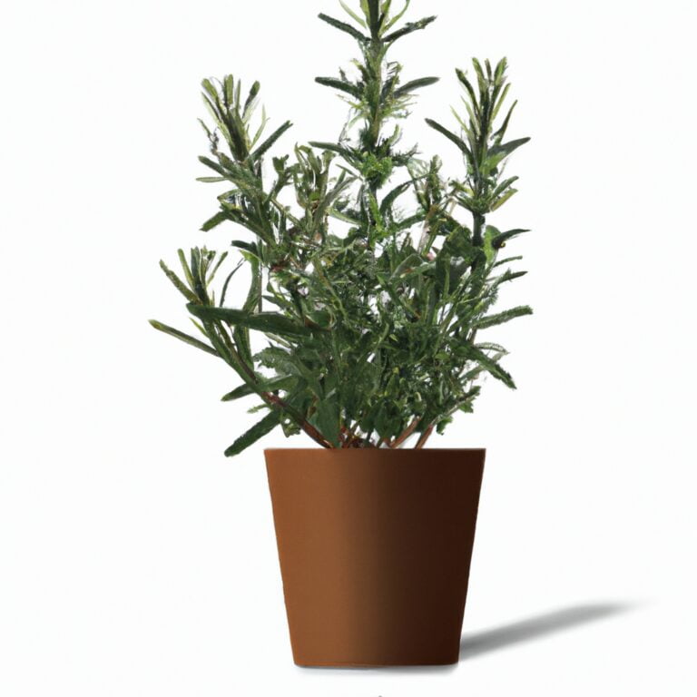 my rosemary plant is turning brown The Green Thumb Chronicles