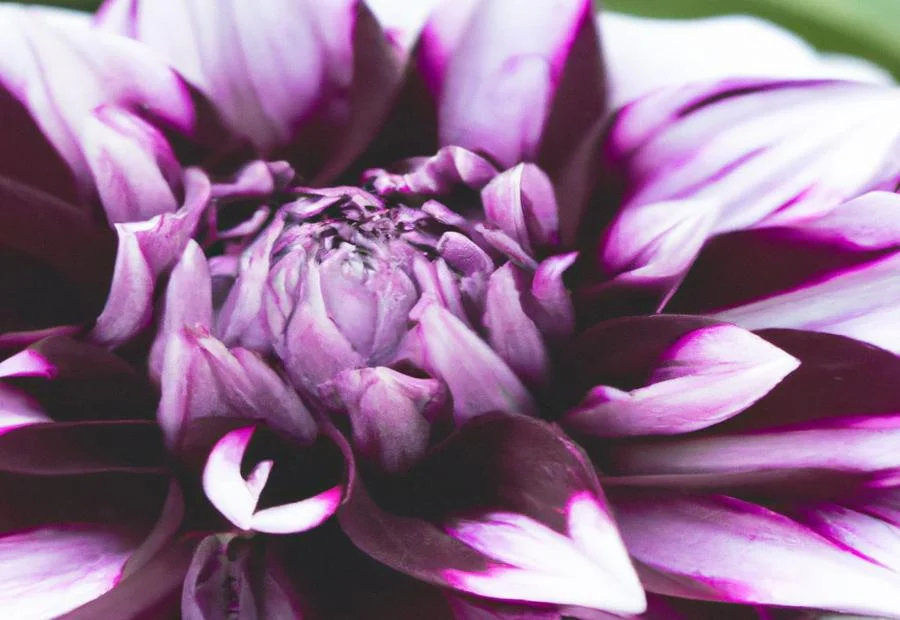 Characteristics and features of Dahlia Purple Haze 