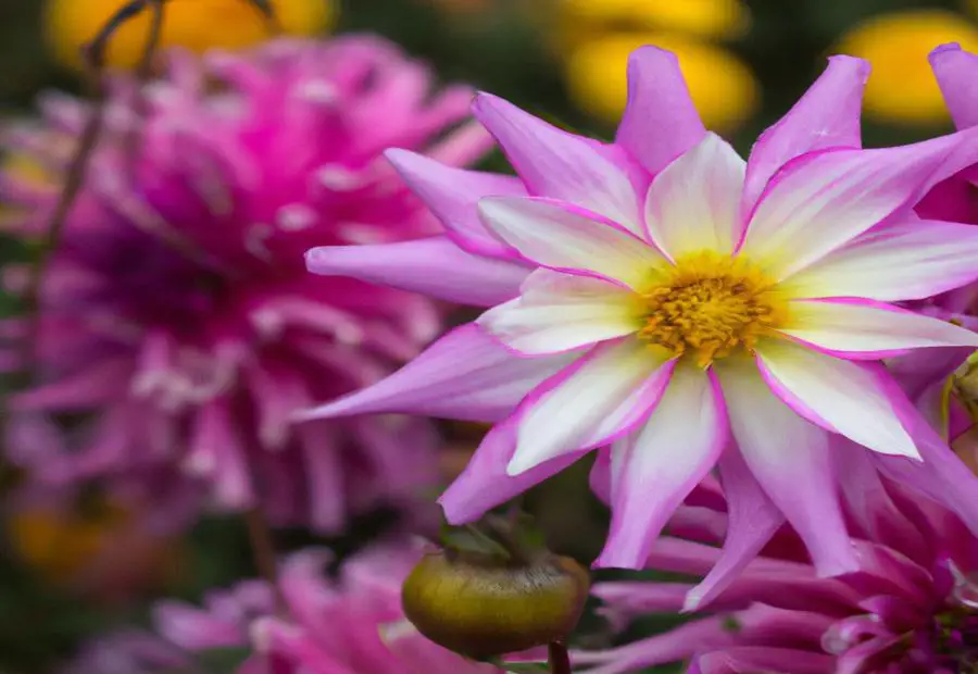 Pink Dahlia Flower Varieties 