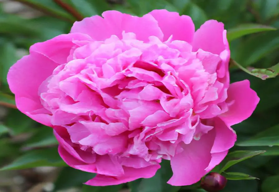 Growing Conditions for Shirley Temple Peonies 