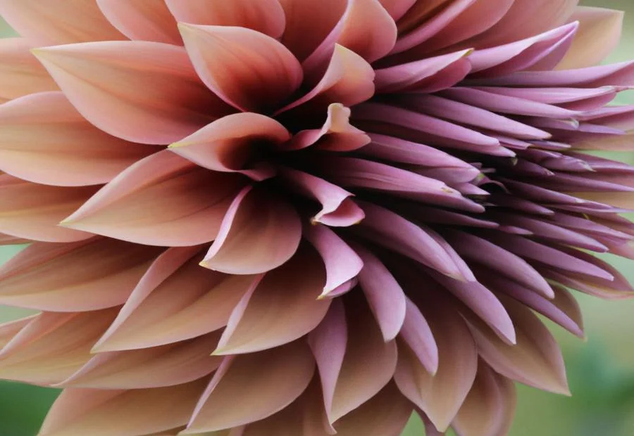 Guarantee and Care Tips