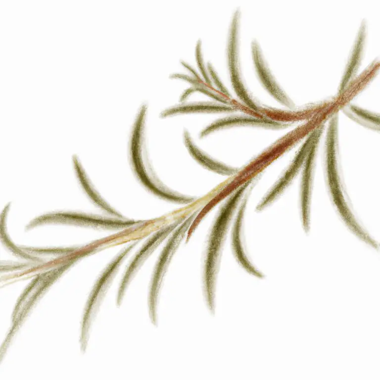 tips of rosemary leaves turning brown The Green Thumb Chronicles