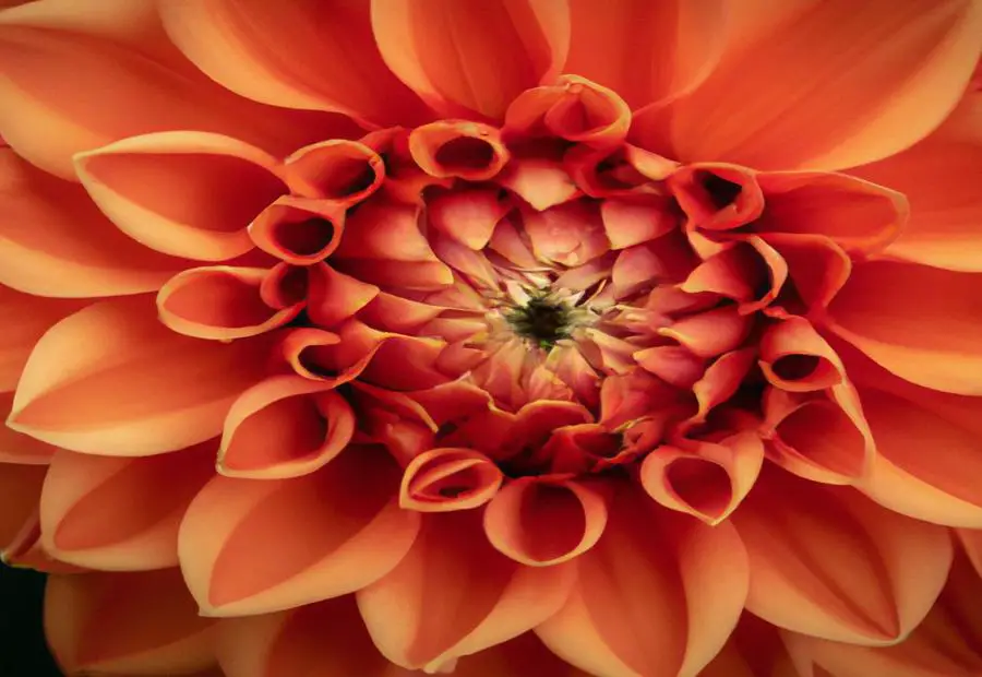 Exploring the Versatility of Dahlia Flowers 