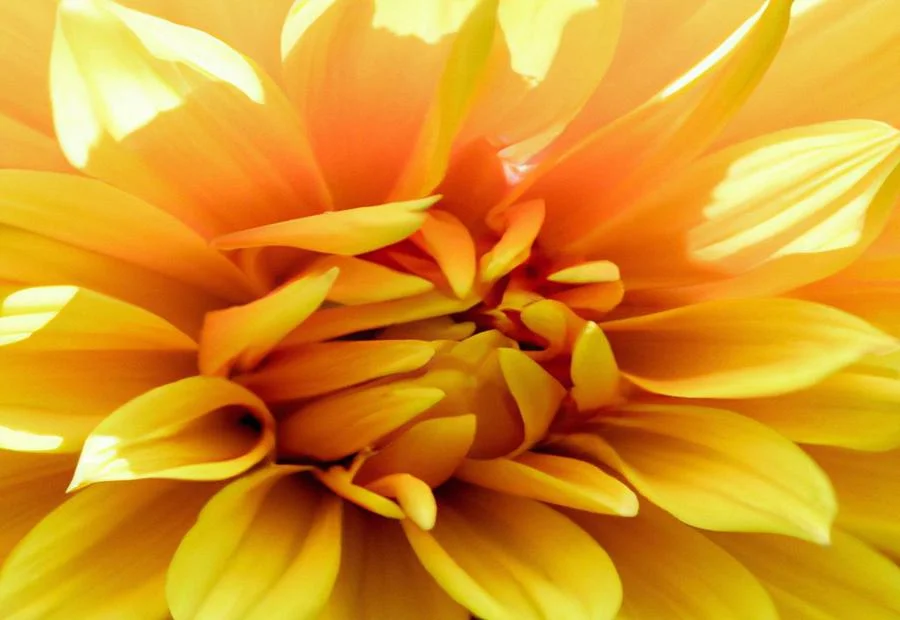 Description of Dahlia 