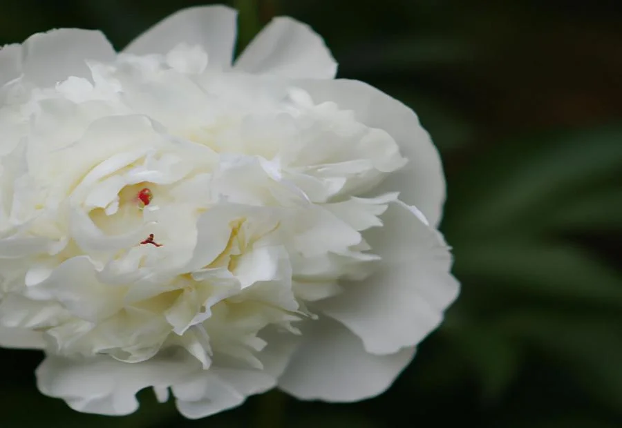 Uses and Applications of Blanco Royale Peony