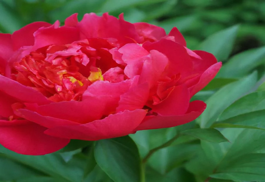 Edulis Superba peony in different settings 