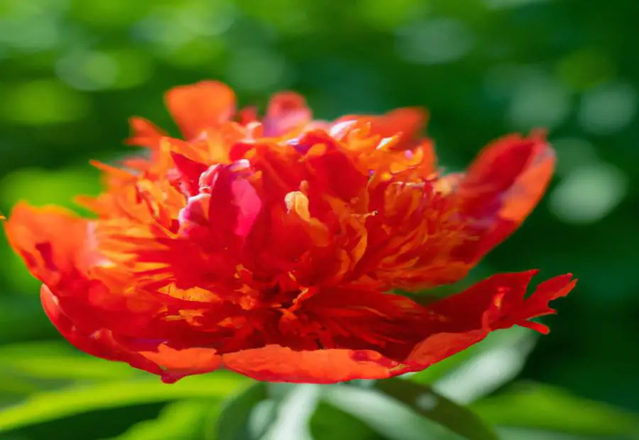 Tips for Successful Peony Gardening 
