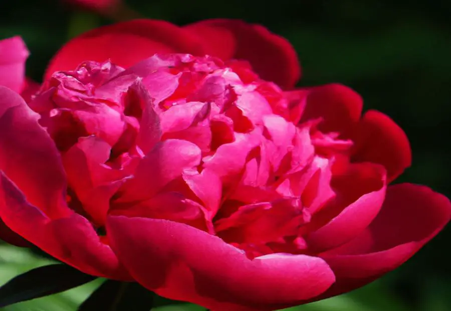 Blooming Season and Suitable Zones for the "HIGHLIGHT" Peony 