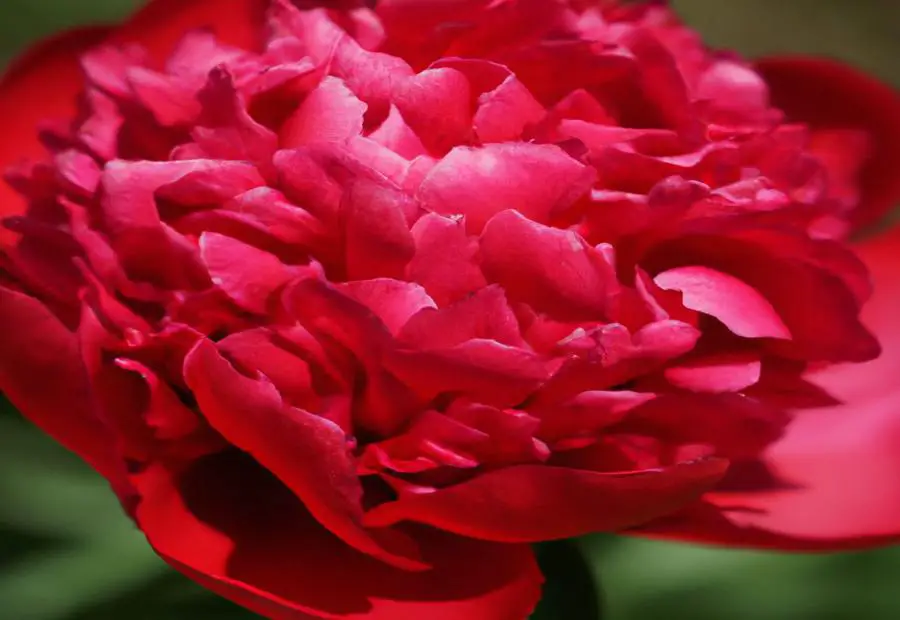 The Illini Warrior Peony in Culture and Society 