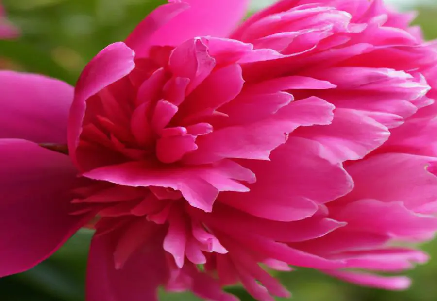 Famous Mariechen Peony Gardens in Germany 