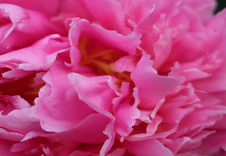 Planting and Maintenance of Miss America Peony 