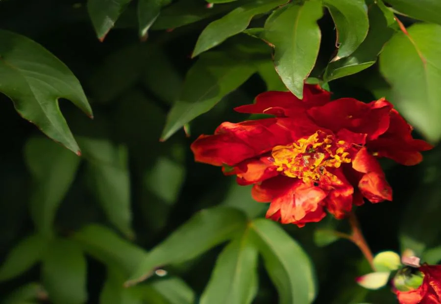 Common Pests and Diseases of Orange Cup Peonies