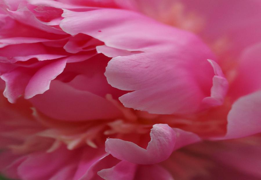 Conclusion and Overall Appeal of the Petite Elegance Peony 