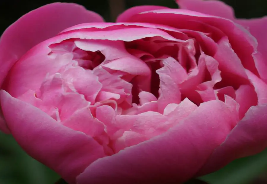Popular Varieties and Symbolism of Peonies 