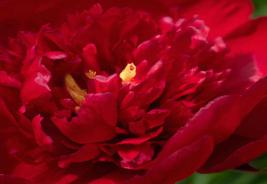 Cultivating Red Grace Peony 