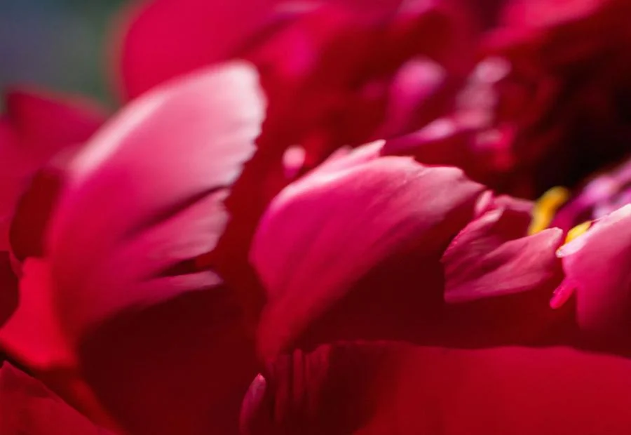 Capturing the Beauty of Red Rock Canyon Peony