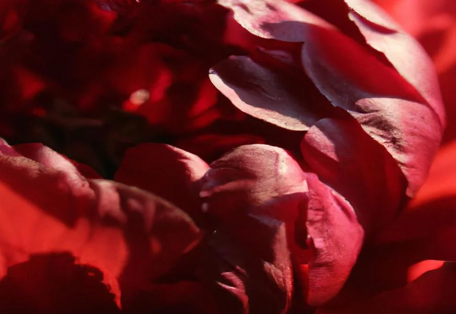 The Majestic Beauty of Red Rock Canyon Peony