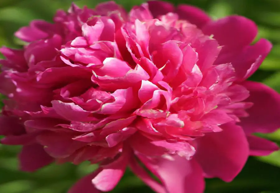 Overview of Romantic Elegance Peony 