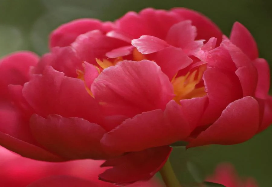 Benefits of Having Scarlett O