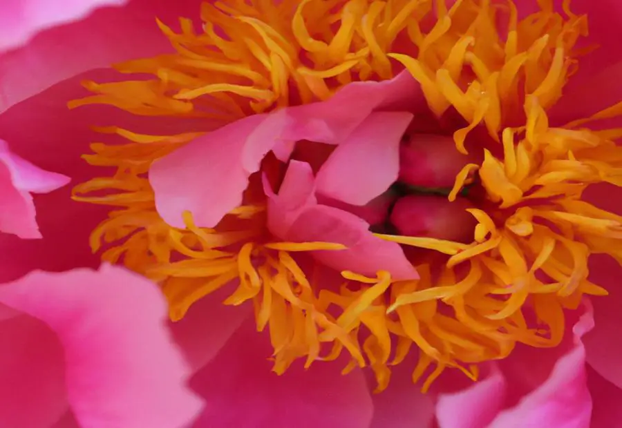 Different Types of Peonies 