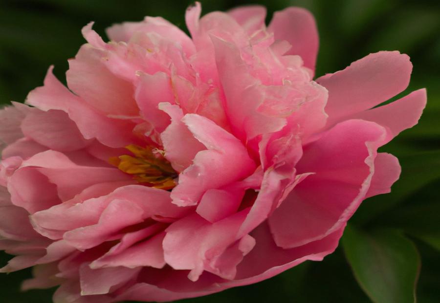 Planting and Care Guide 