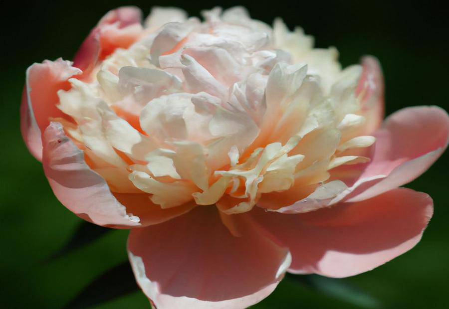 Uses and Applications of the Abalone Pearl Peony 