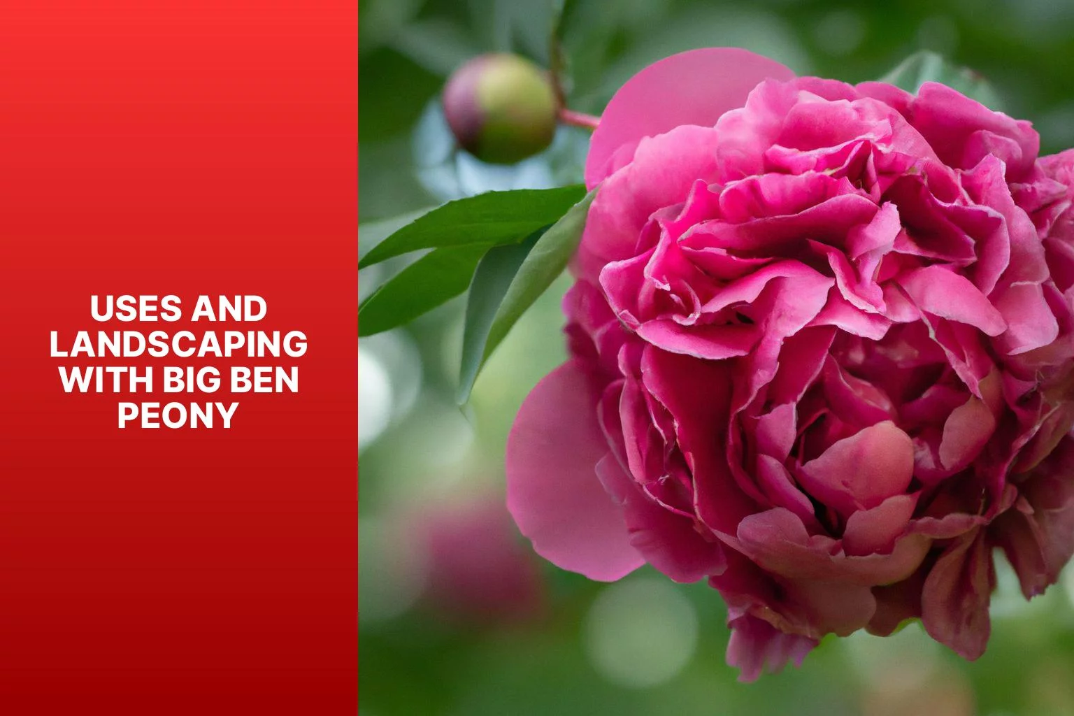 Uses and Landscaping with Big Ben Peony - Big Ben Peony 