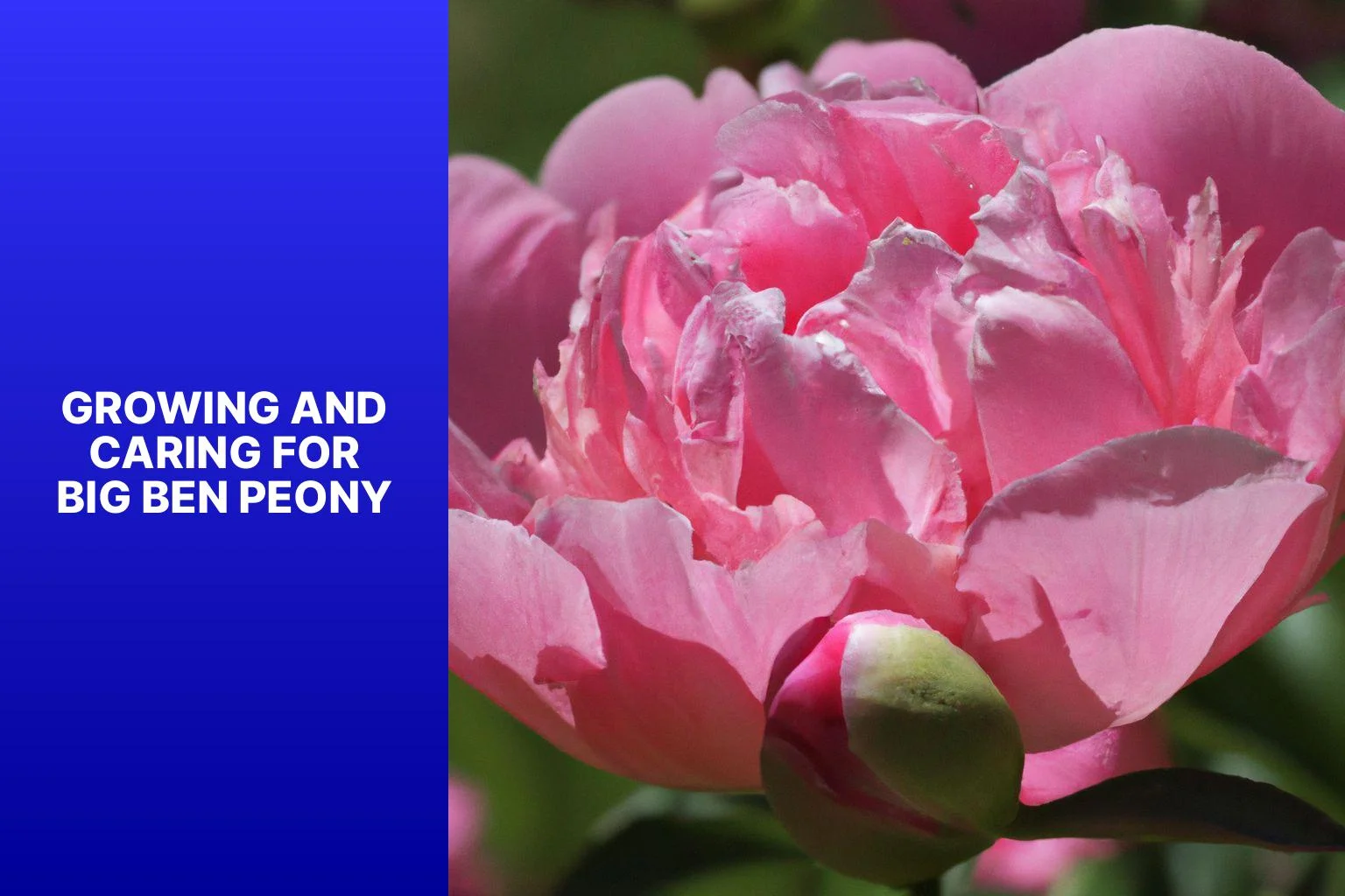 Growing and Caring for Big Ben Peony - Big Ben Peony 