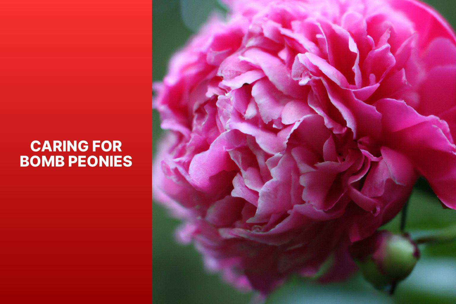 Caring for Bomb Peonies - Bomb Peony 