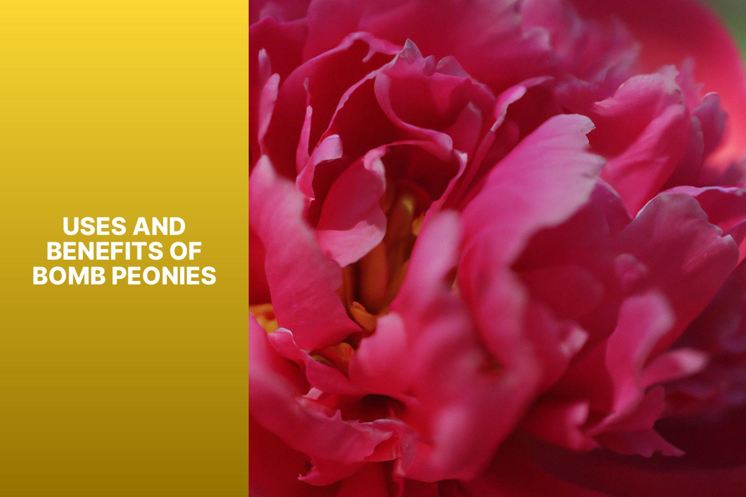 Uses and Benefits of Bomb Peonies - Bomb Peony 