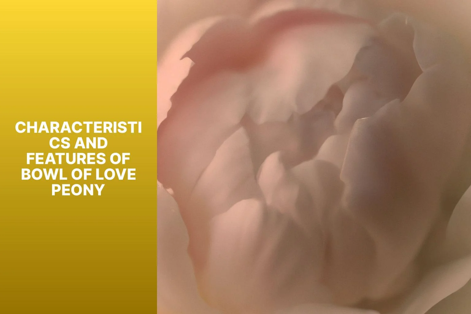 Characteristics and Features of Bowl of Love Peony - Bowl of Love Peony 