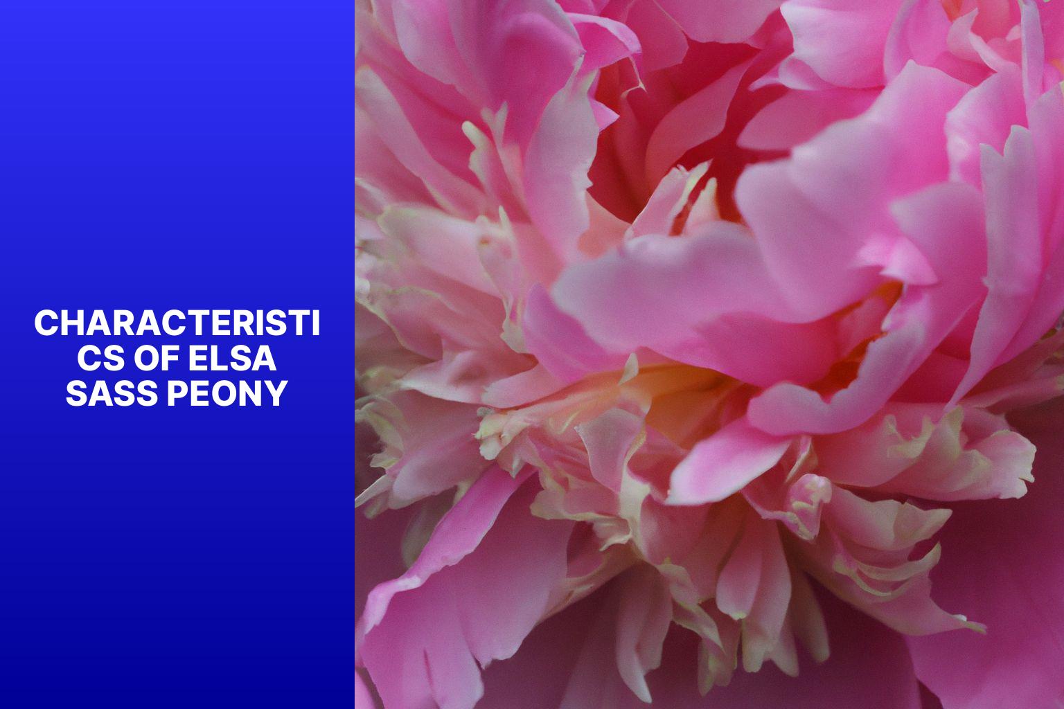 Characteristics of Elsa Sass Peony - Elsa Sass Peony 