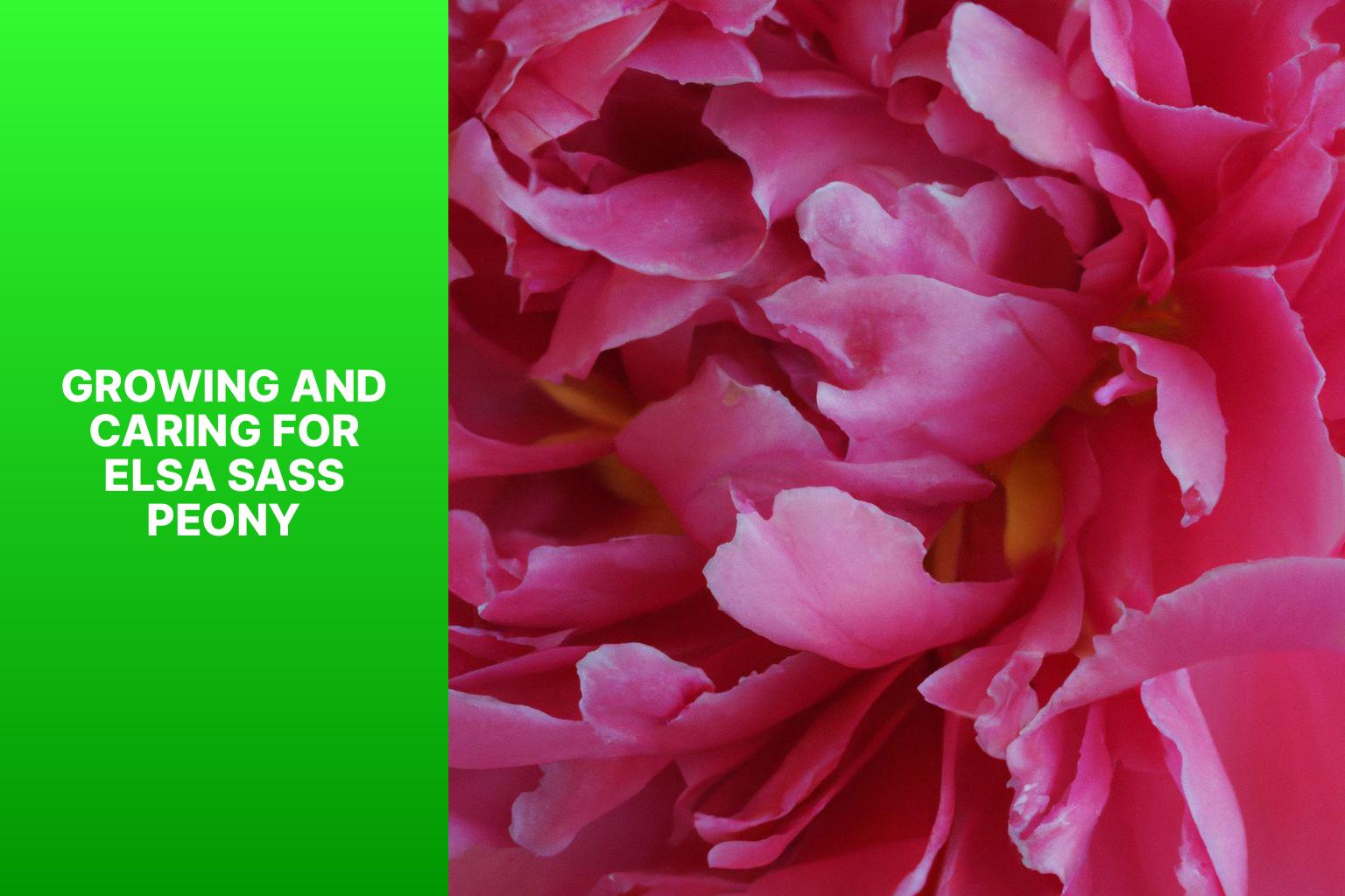 Growing and Caring for Elsa Sass Peony - Elsa Sass Peony 