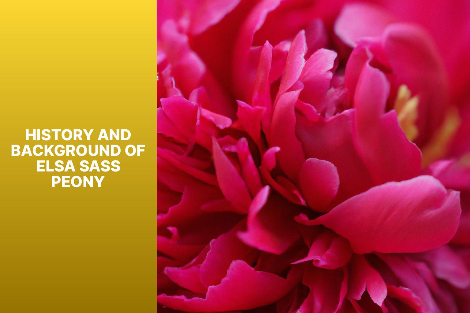 History and Background of Elsa Sass Peony - Elsa Sass Peony 