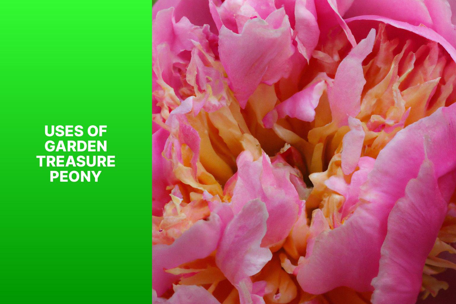 Uses of Garden Treasure Peony - Garden Treasure Peony 