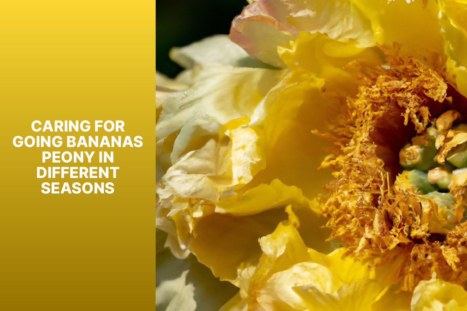Caring for Going Bananas Peony in Different Seasons - Going Bananas Peony 