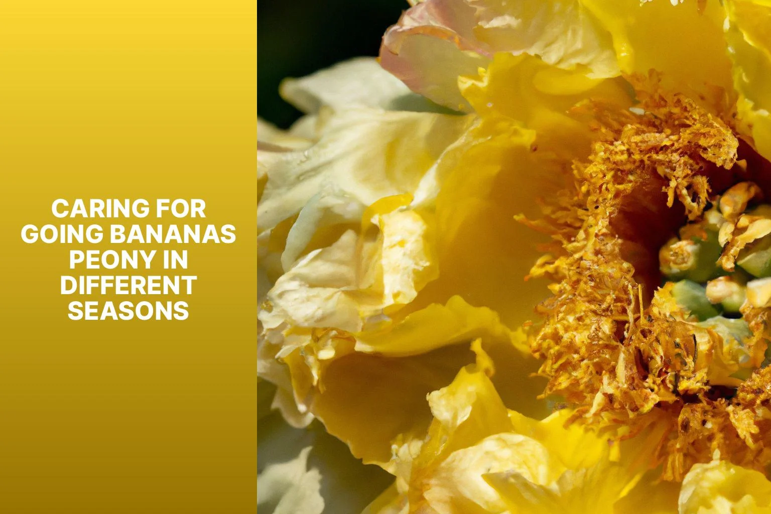 Caring for Going Bananas Peony in Different Seasons - Going Bananas Peony 