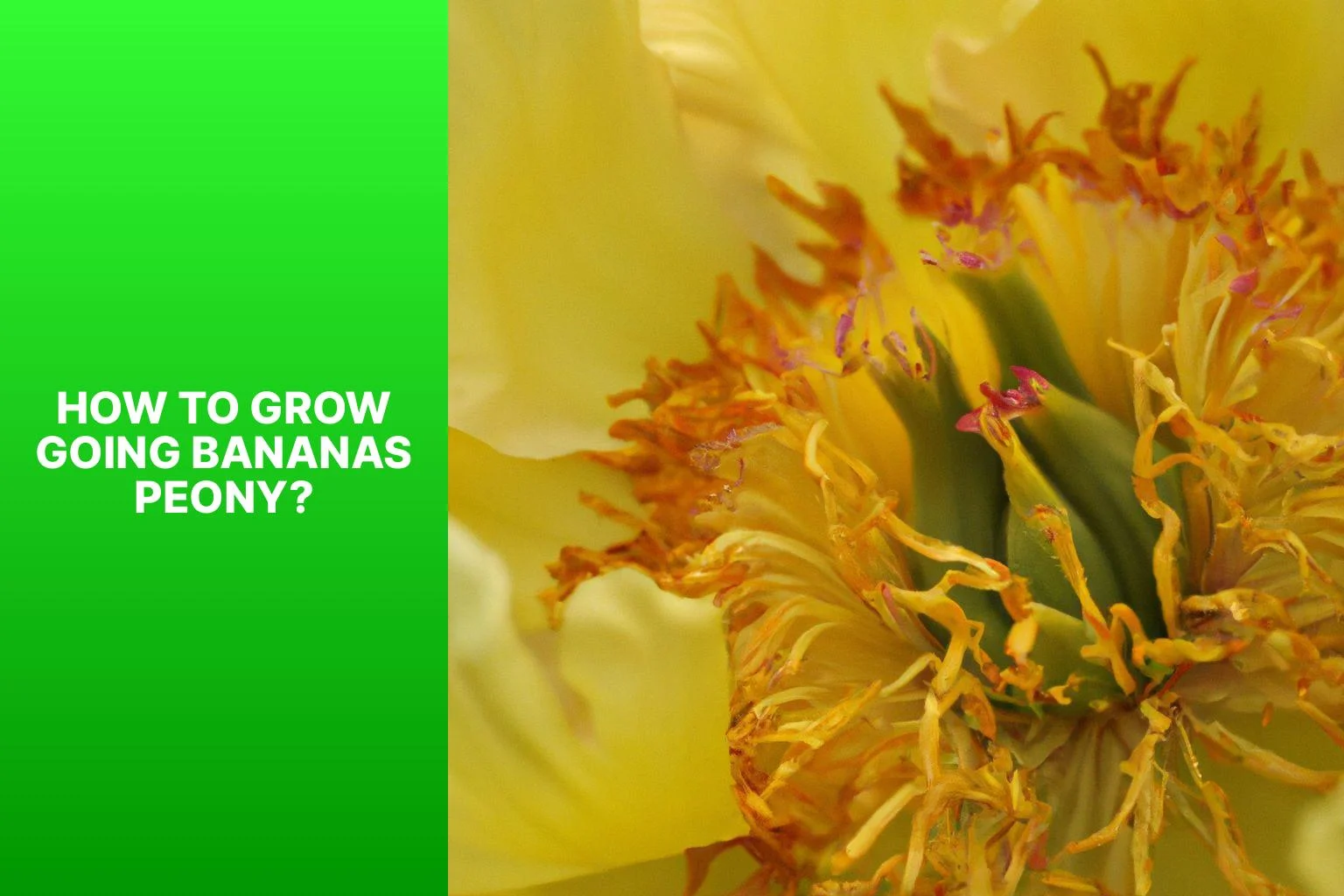 How to Grow Going Bananas Peony? - Going Bananas Peony 