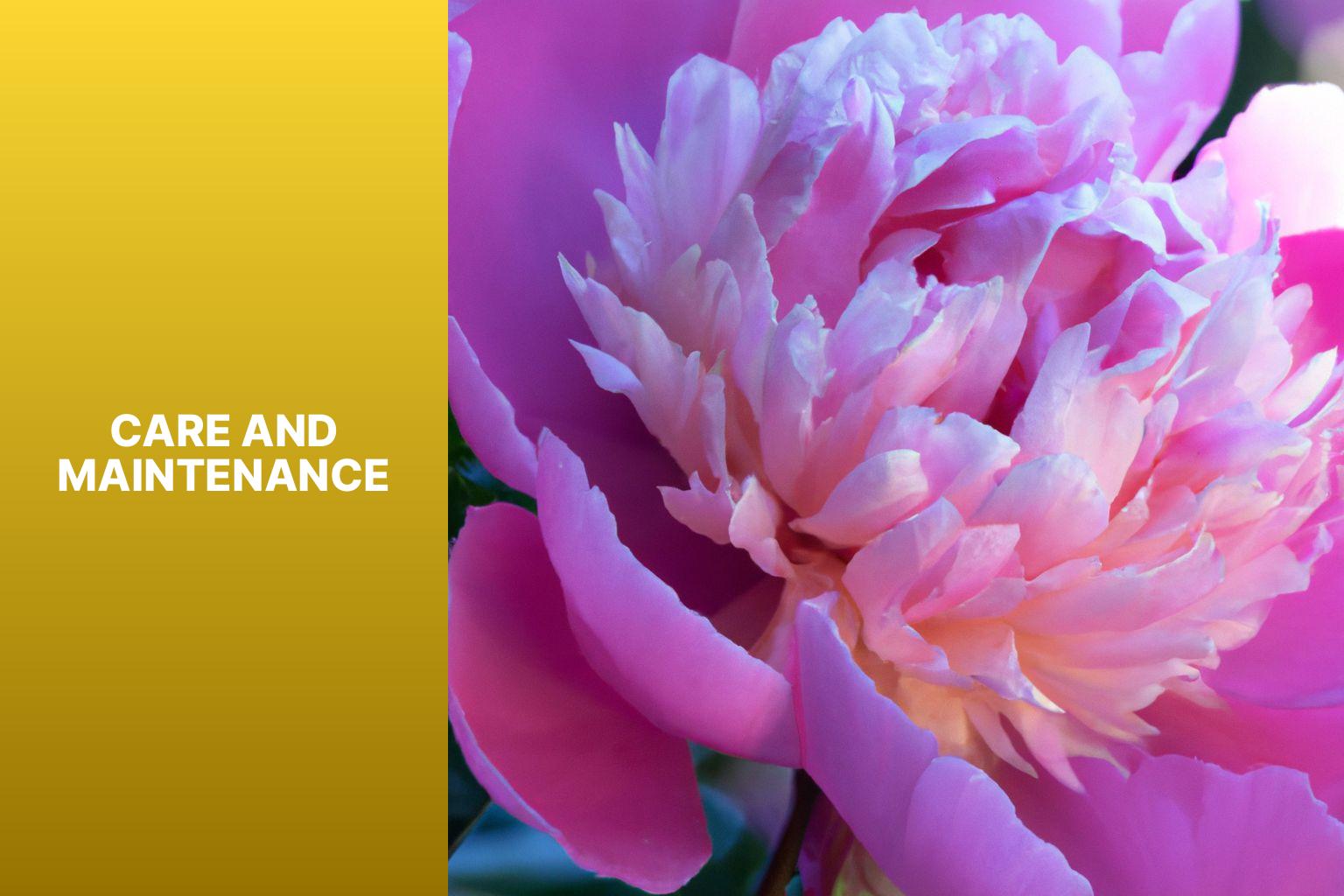 Care and Maintenance - Henry Sass Peony 