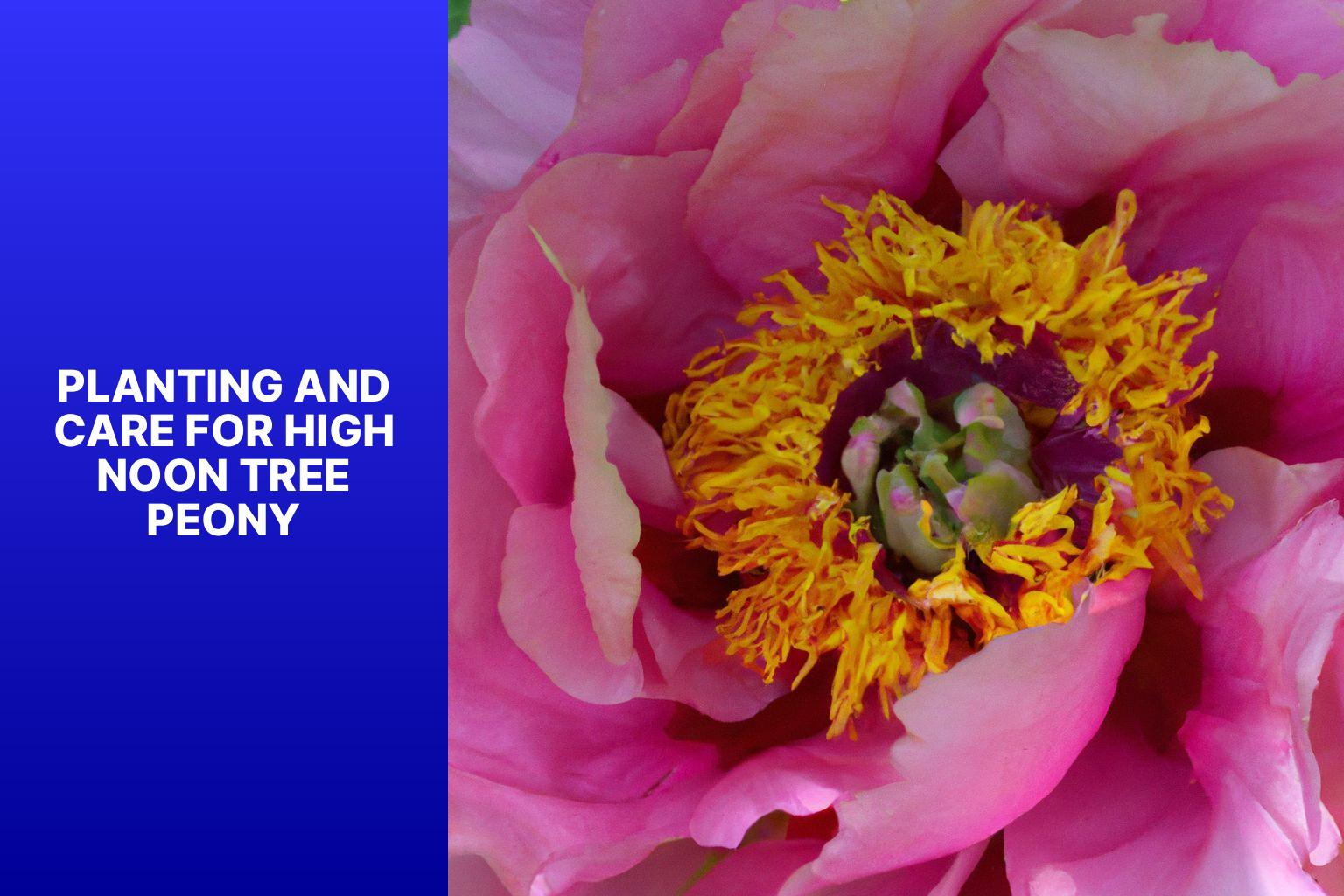 Planting and Care for High Noon Tree Peony - high noon tree peony 