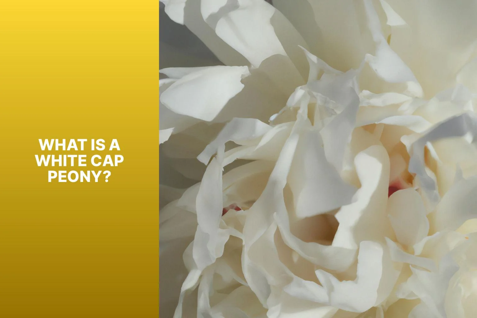 What is a White Cap Peony? - White Cap Peony 
