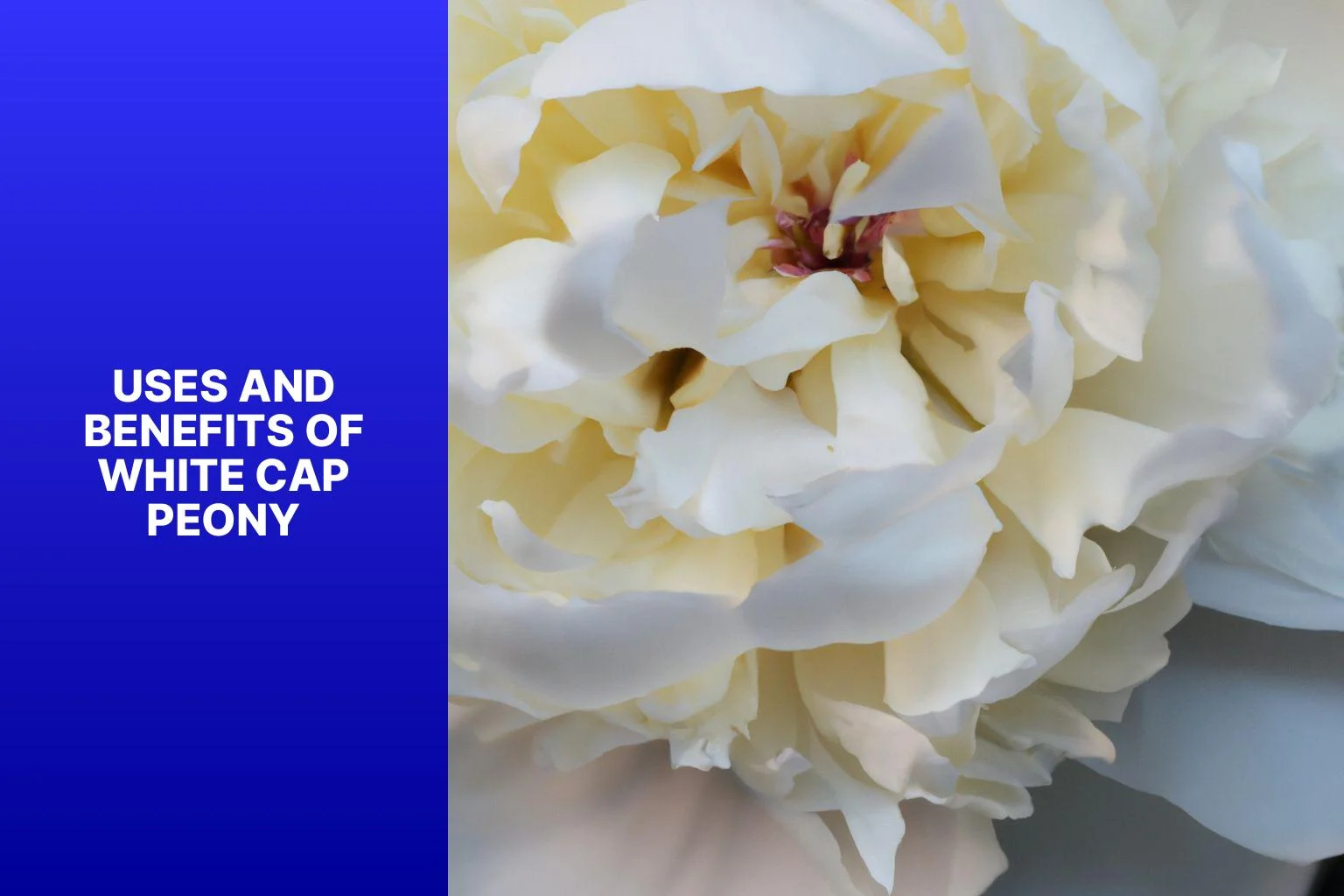 Uses and Benefits of White Cap Peony - White Cap Peony 